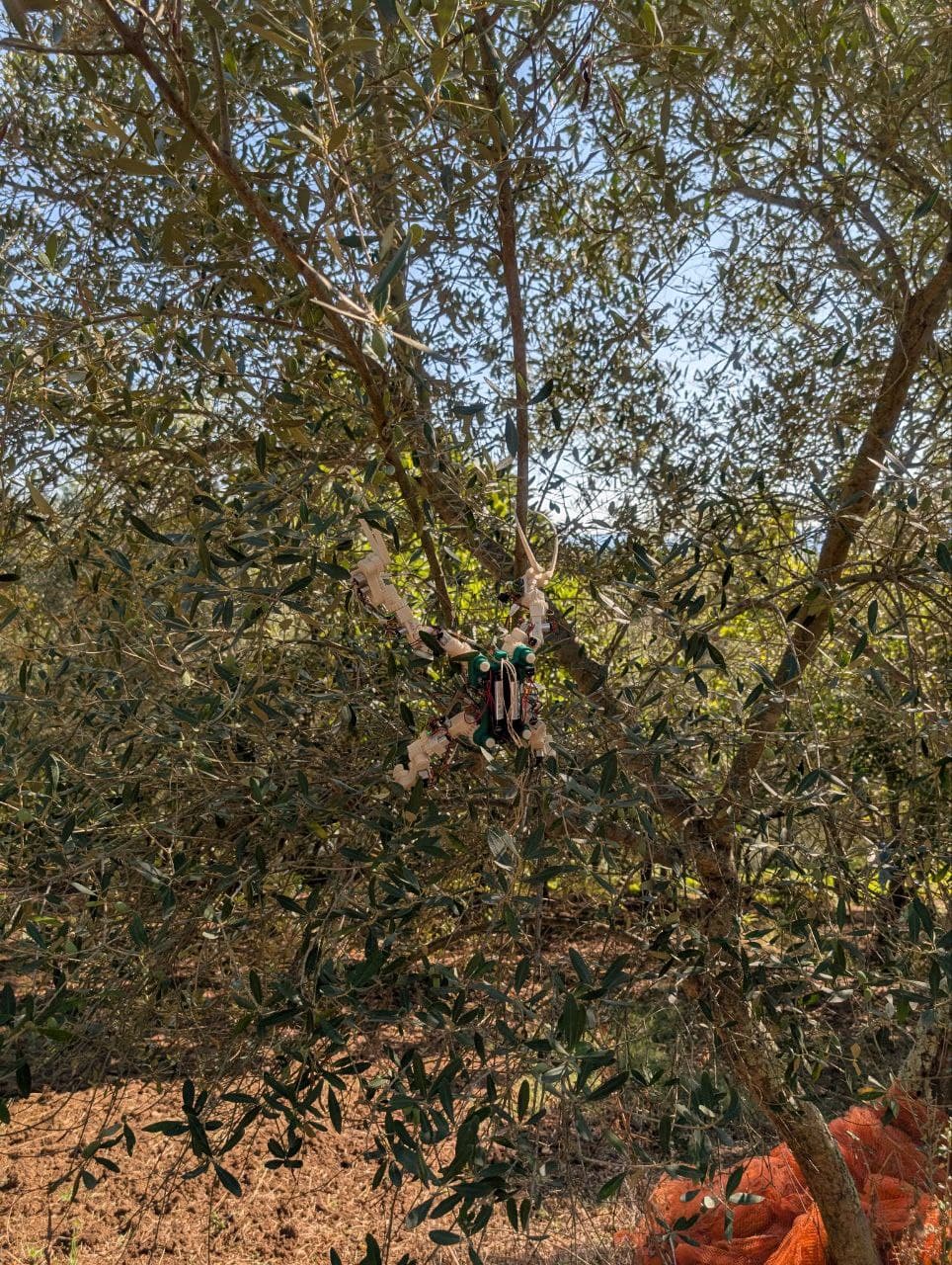 Gibbon Bot mk1 field testing in olive grove