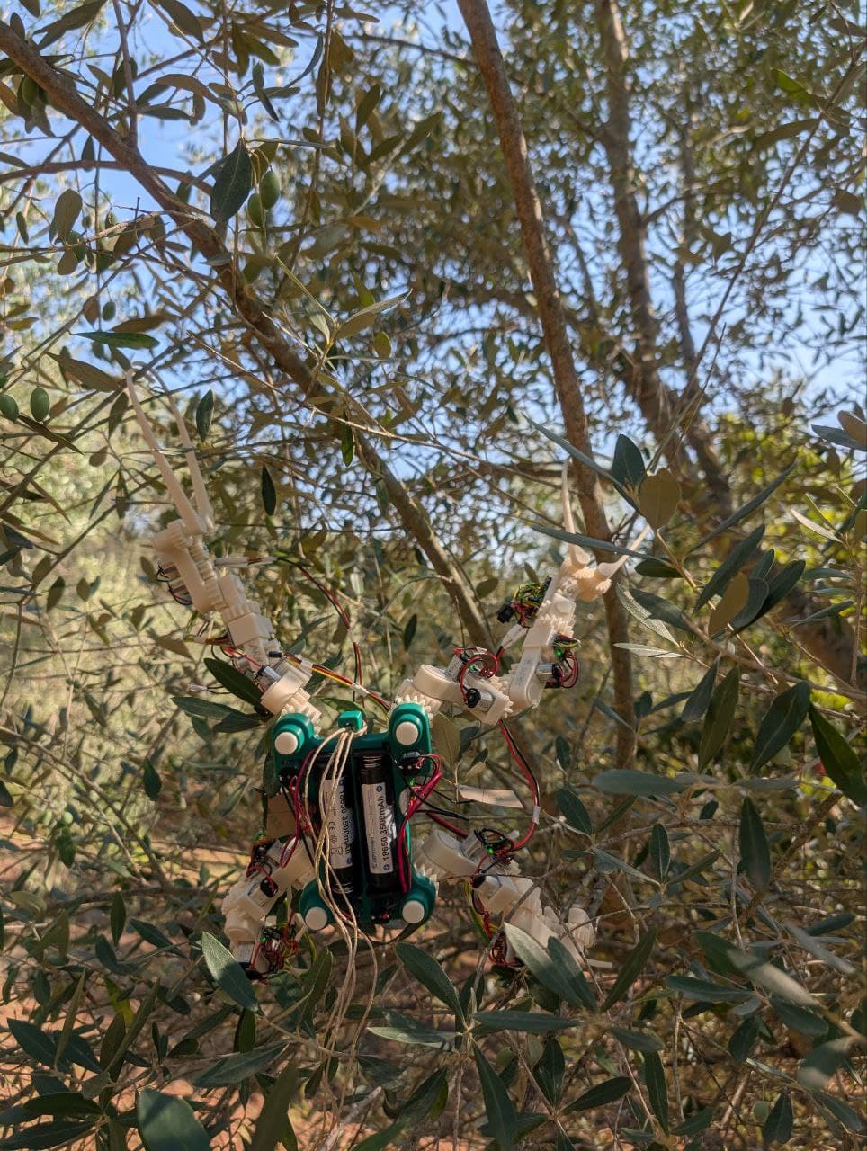 Gibbon Bot mk1 tree navigation demonstration