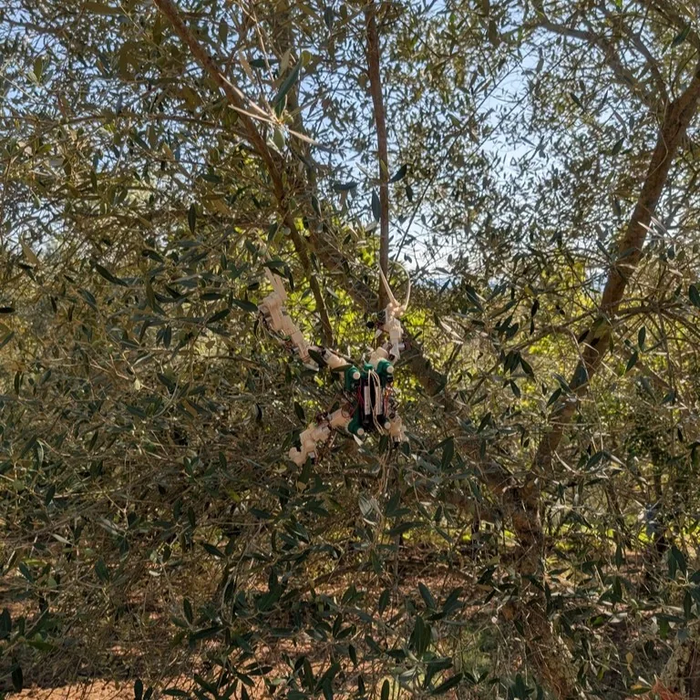 Gibbon Bot mk.1 experimental prototype in an olive tree, August 2025