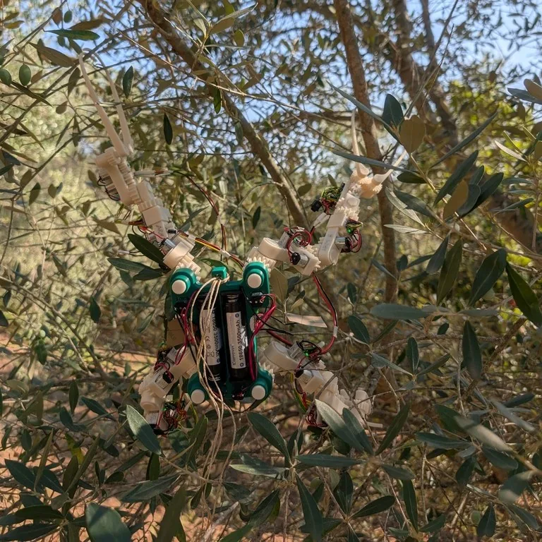 Gibbon Bot mk.1 front view, hooked on a branch, August 2025