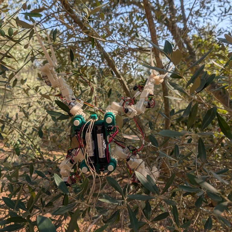 Gibbon Bot front view robotic arm for olive tree harvesting